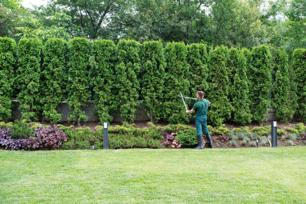 Best Lawn Drainage Solutions  in Lawrencevle, IL